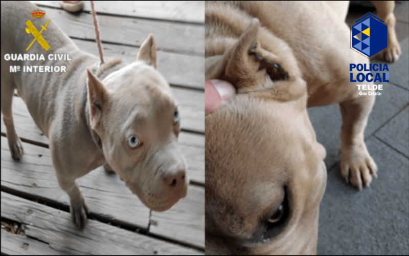 Perros con orejas cortadas/TA.